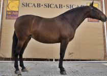 PANADERA LVIII, DE MARIA FERNANDA DE LA ESCALERA , SUBCAMPEONA SICAB 2015